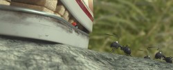 MINUSCULE2.jpg